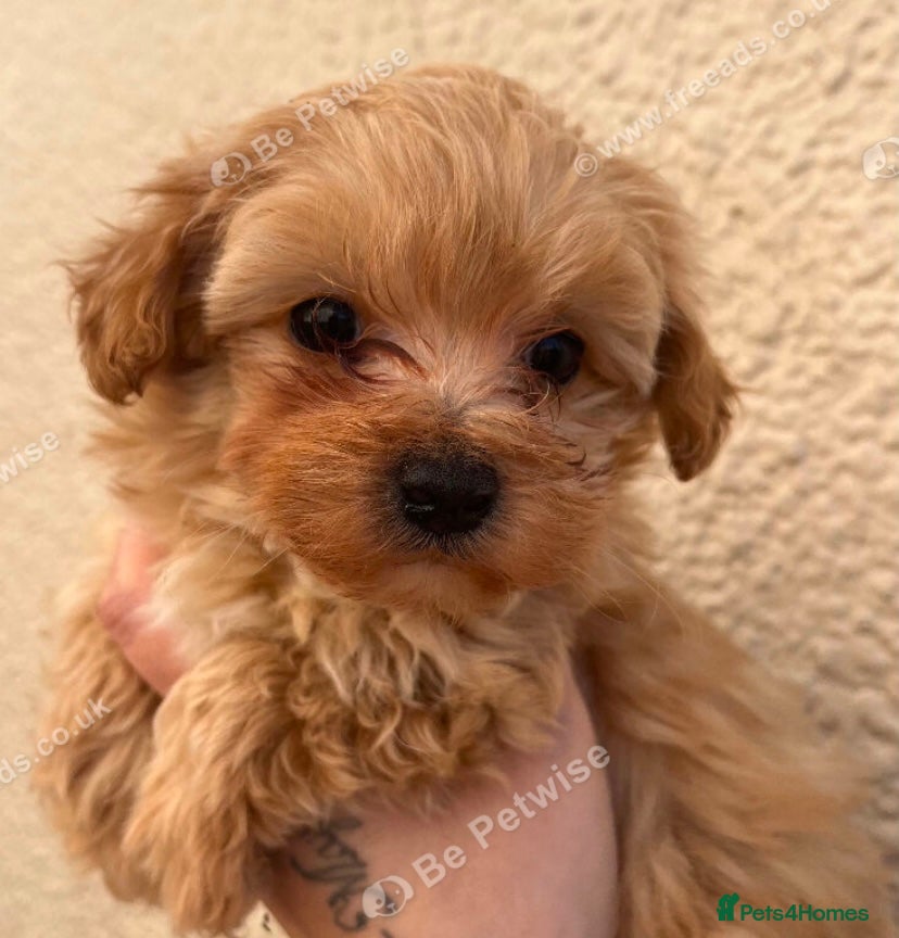 Maltipoo dogs female maltipoo- still available 28th feb - Advert 2