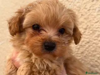 Maltipoo dogs female maltipoo- still available 28th feb - Advert 2