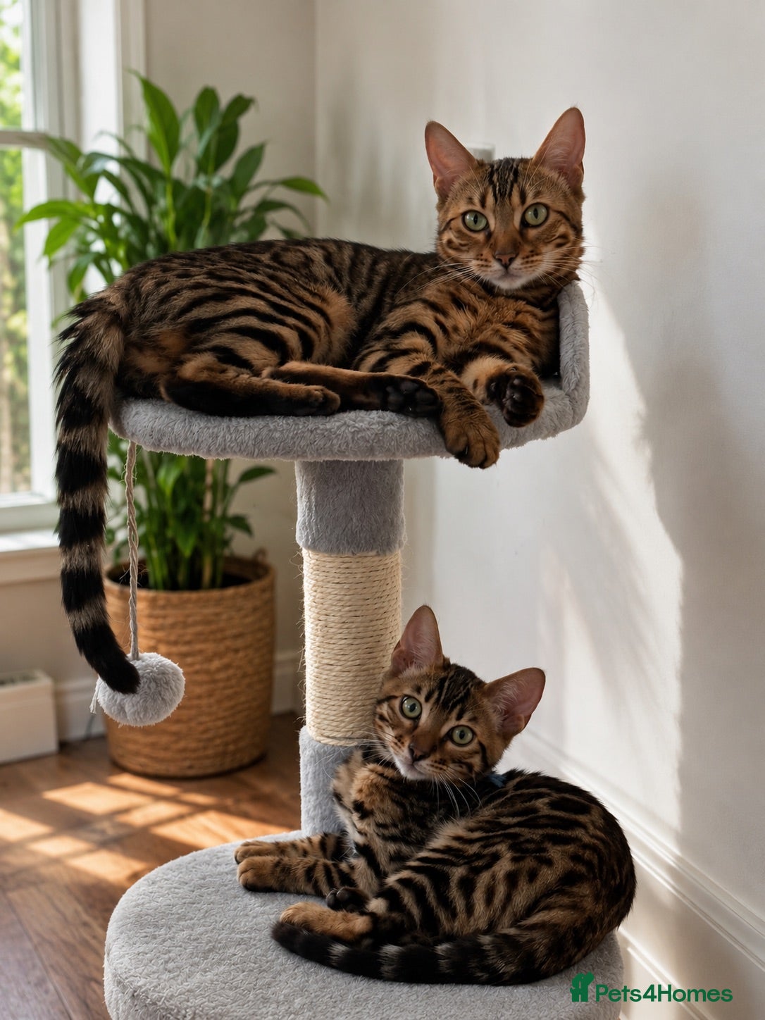 Bengal cats ✨ Beautiful Bengal Kittens-READY NOW!✨ - Advert 19