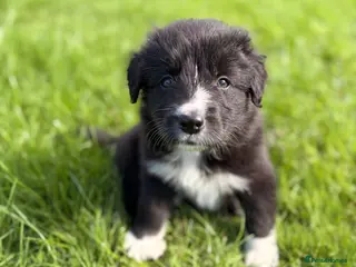Border Collie dogs STUNNING BORDER COLLIE PUPS. - Advert 2