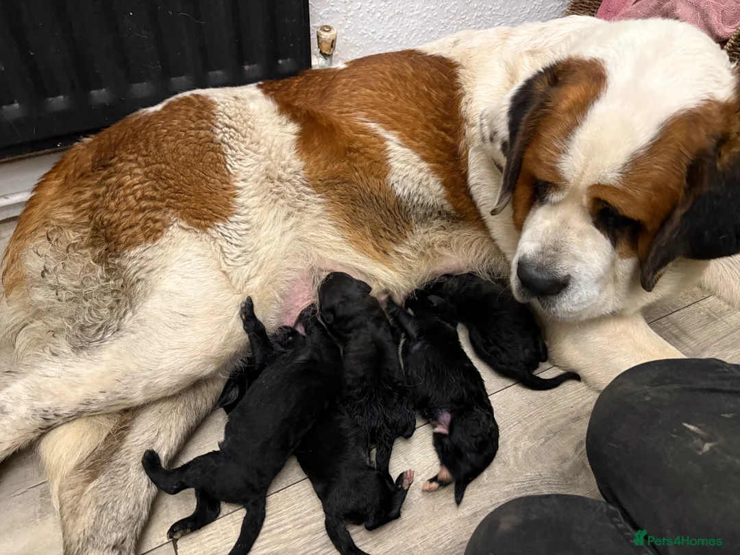 Bernedoodle dogs for sale: F1 Saint Berdoodle Pups - Advert 1