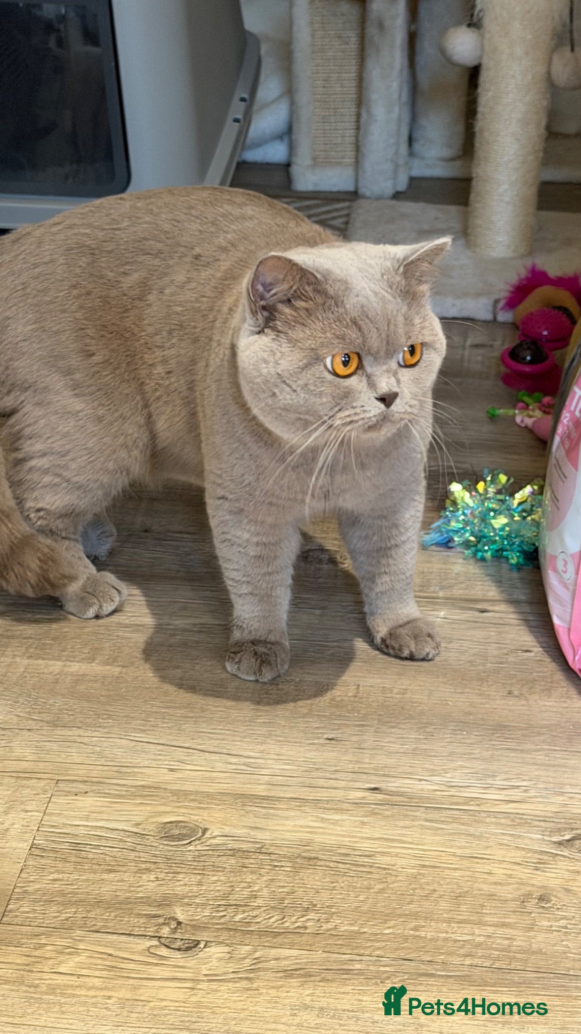 British Shorthair cats 2 year old lilac male - Advert 2