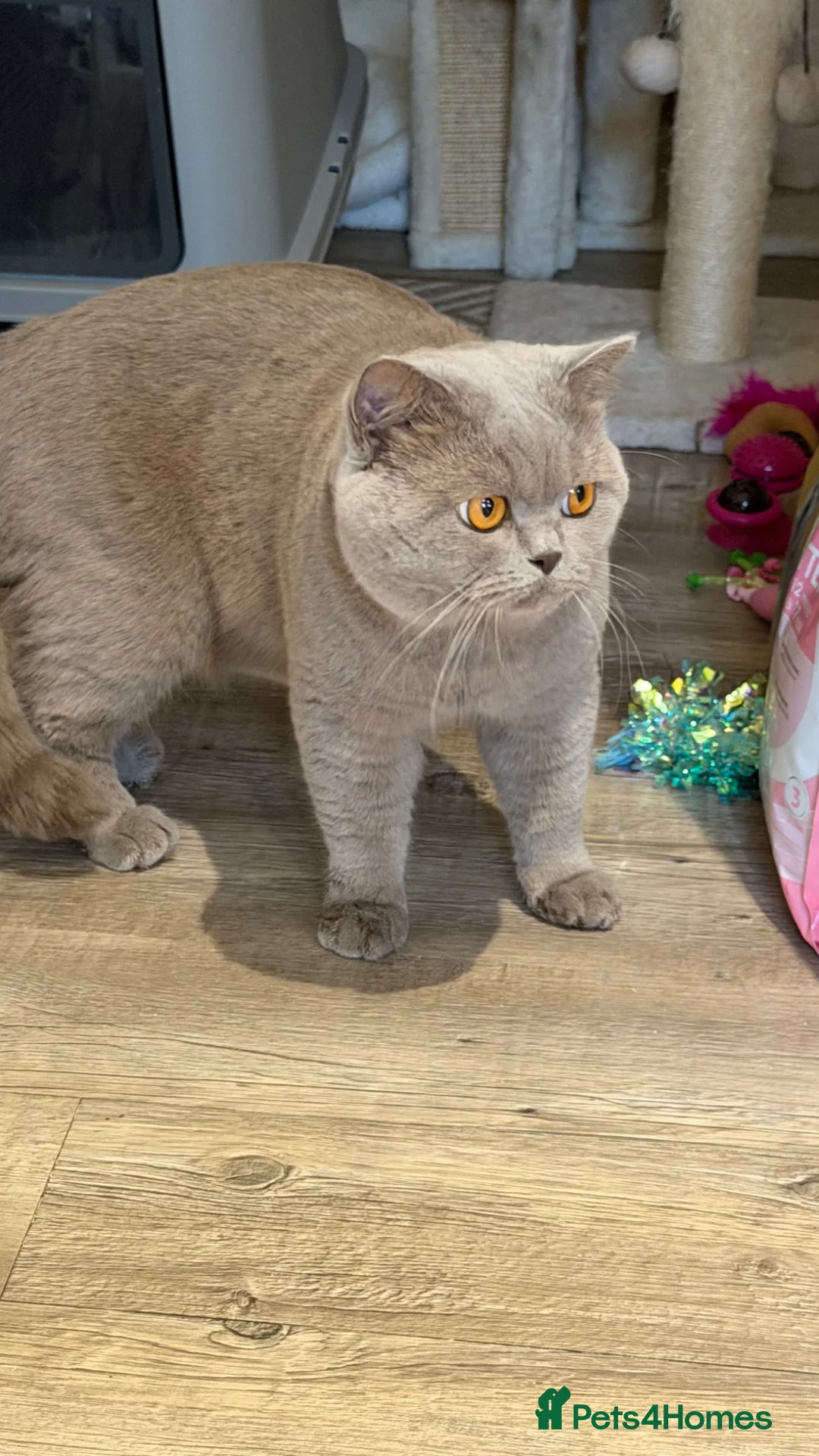 British Shorthair cats for sale: 2 year old lilac male - Advert 1