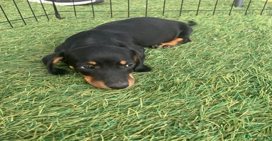 Dachshund dogs - Advert 3