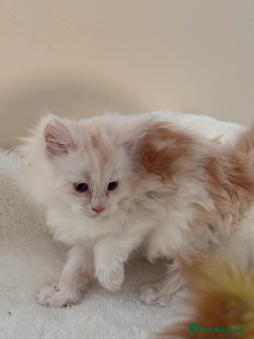 Maine Coon cats for sale: The last Maine Coon Shaded Line kittens pedigrees - Advert 6