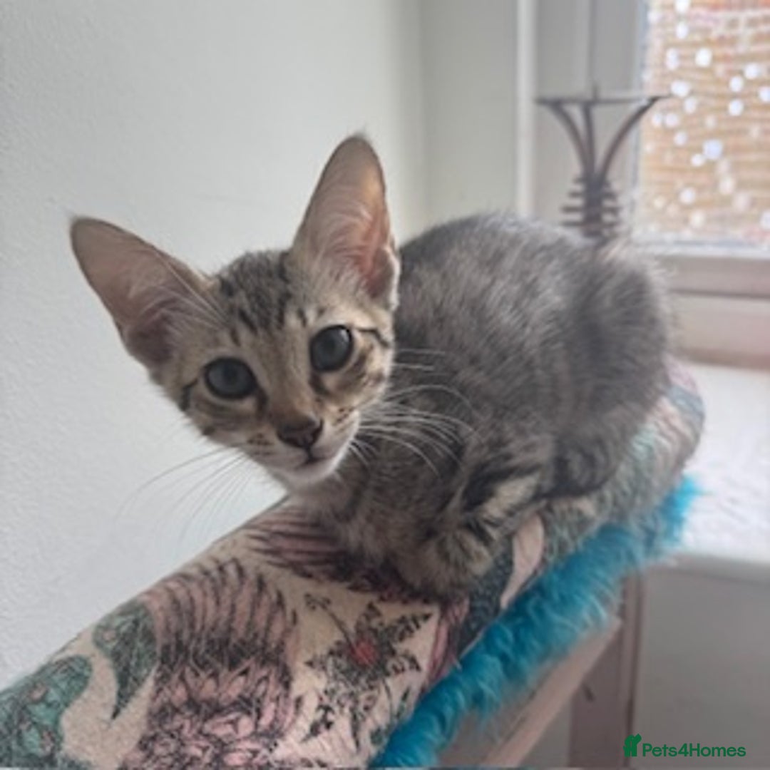 Savannah cats for sale: Glorious Savannah Babies - 1 Boy left - Image 20