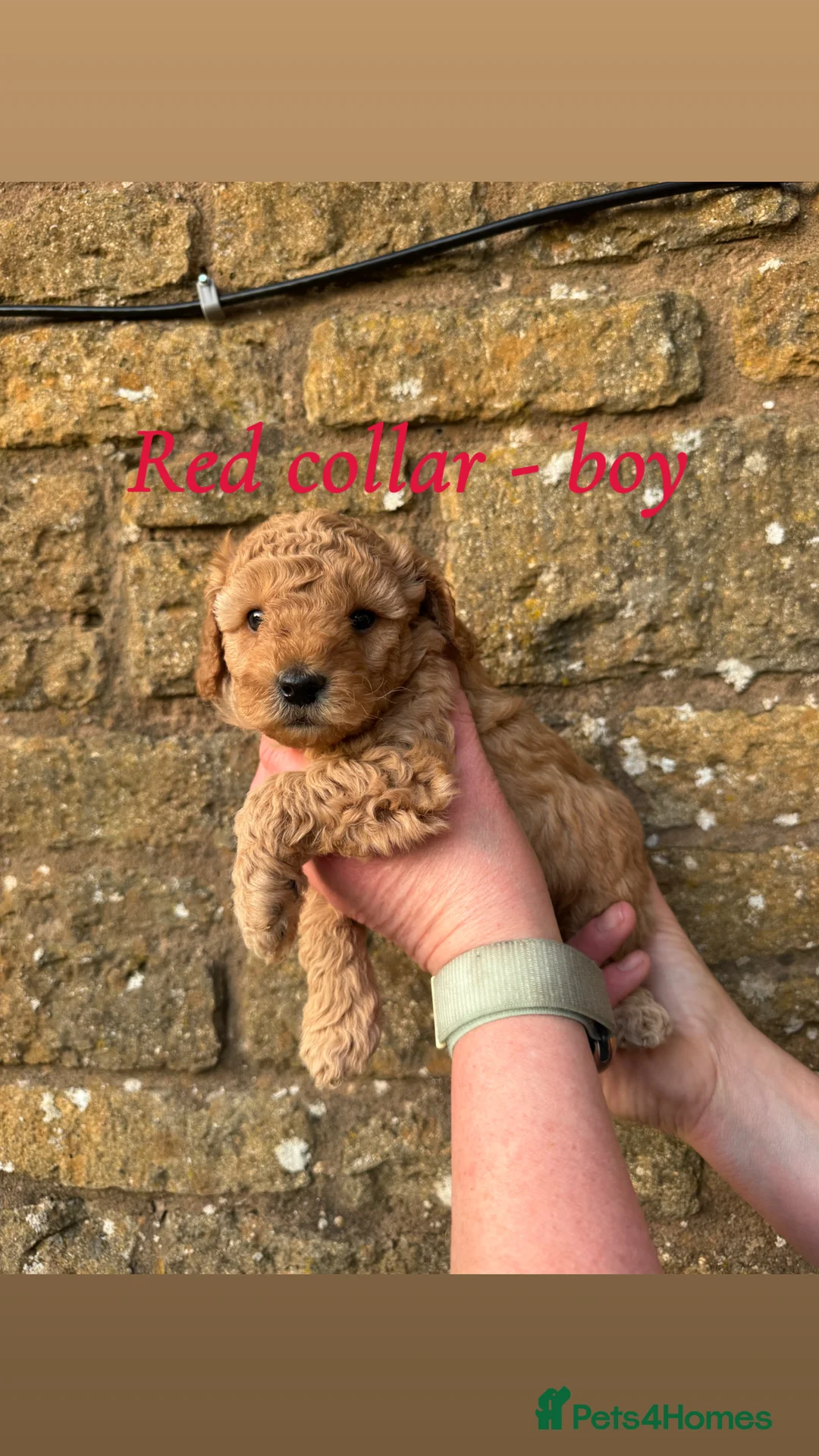 Miniature Poodle dogs for sale: Miniature poodle puppies! - Advert 5