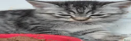 Mixed Breed cats for sale: Silver and black kittens  - Advert 6