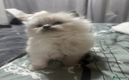 Ragdoll cats for sale: 5 beautiful fluffy blue eye ragdoll kitten  - Image 15