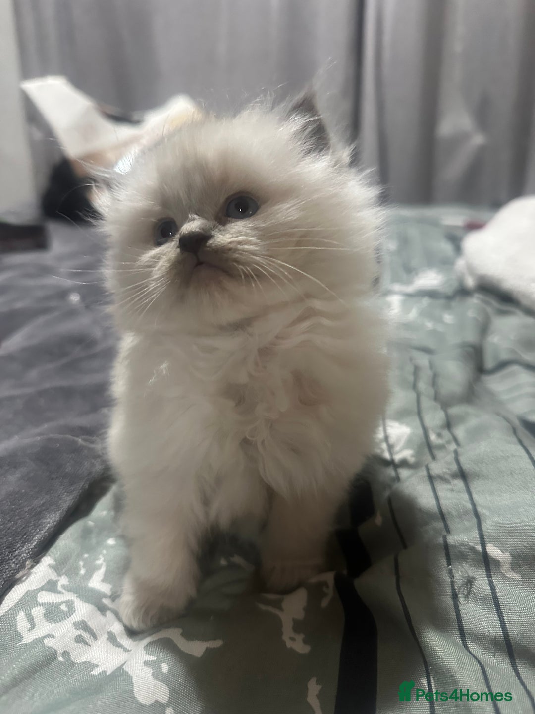 Ragdoll cats for sale: 5 beautiful fluffy blue eye ragdoll kitten  - Image 15