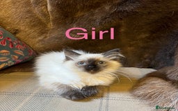 Ragdoll cats for sale: Beautiful ragdoll kittens ready now  - Image 6