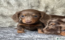 Miniature Dachshund dogs for sale: ⭐️ long haired minature dachshunds ⭐️ - Image 7