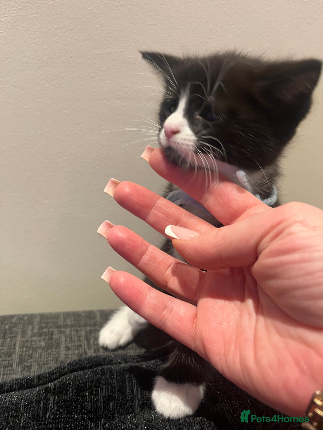 Maine Coon cats for sale: Main coon cross bread  - Advert 3