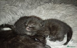 Domestic Shorthair cats for sale: 2 beautiful kittens - Image 4