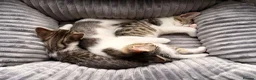 Mixed Breed cats for sale: Four beautiful kittens ready for forever home in Southampton - Advert 2