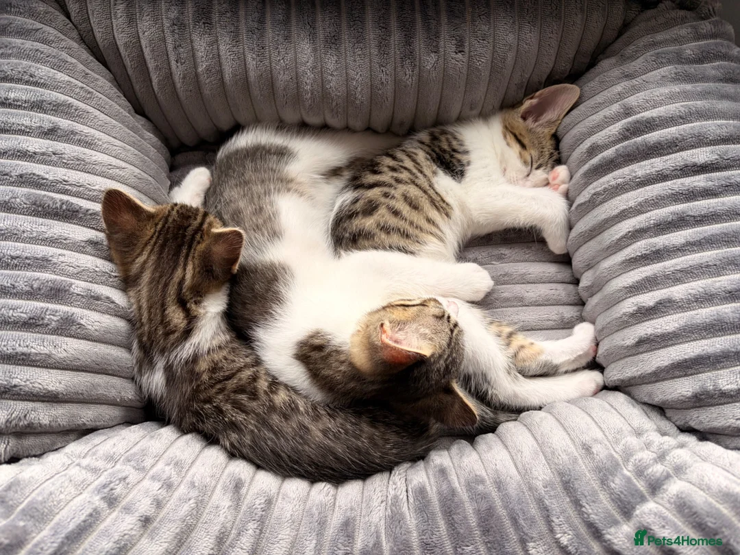 Mixed Breed cats for sale: Four beautiful kittens ready for forever home in Southampton - Advert 2