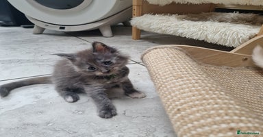 Maine Coon cats - Advert 2