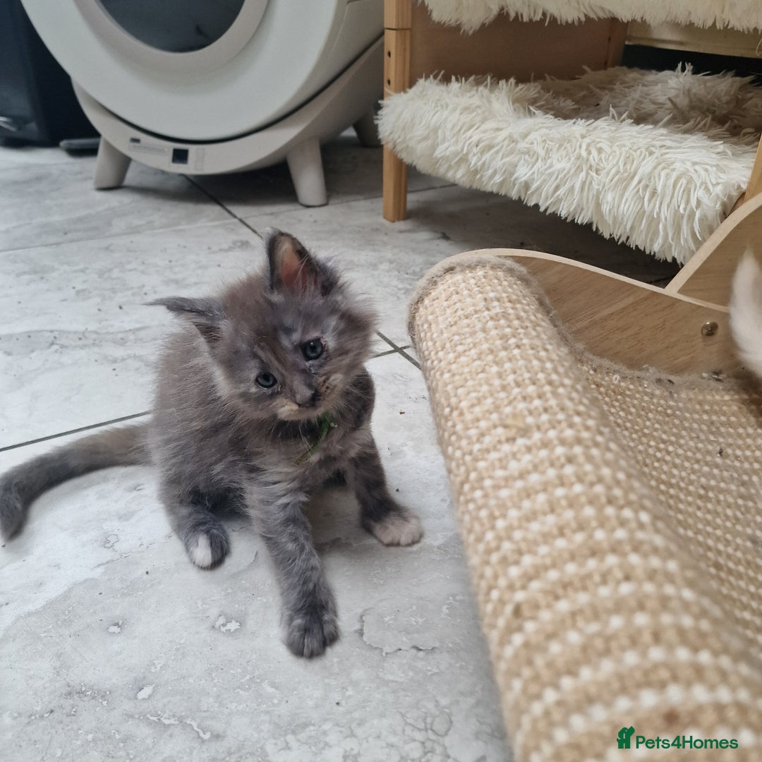 Maine Coon cats for sale: Beautiful Fluffy Maine Coon Kittens - Image 21