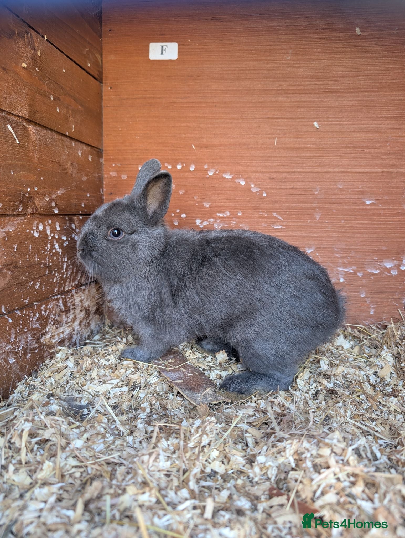 Netherland Dwarf rabbits Netherland dwarf brothers  - Advert 2
