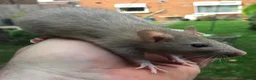 Rat rodents for sale: Rats various breeds male and female in Corby - Advert 14