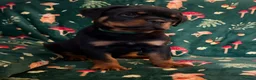 Rottweiler dogs for sale: Beautiful Rottweiler Puppies Available  - Advert 21