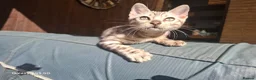Bengal cats for sale:  Outstanding Bengal Kittens– 5★ Licensed Cattery - Advert 2