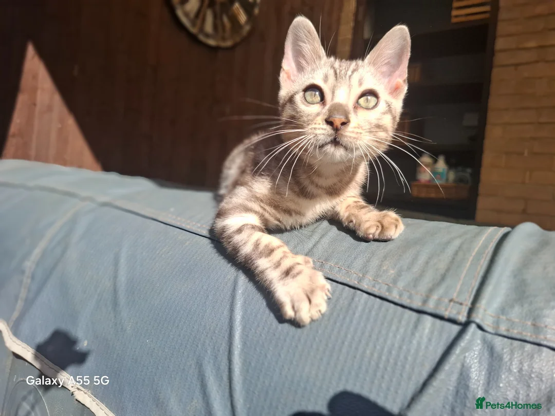 Bengal cats for sale:  Outstanding Bengal Kittens– 5★ Licensed Cattery - Advert 2