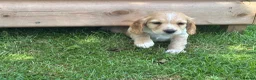 Cocker Spaniel dogs for sale: WC Spaniels  - Advert 8