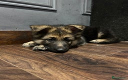 German Shepherd dogs for sale: Pure breed German shepherd puppy girl - Image 5