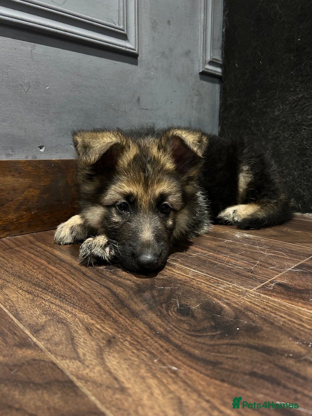 German Shepherd dogs for sale: Pure breed German shepherd puppy girl - Image 5