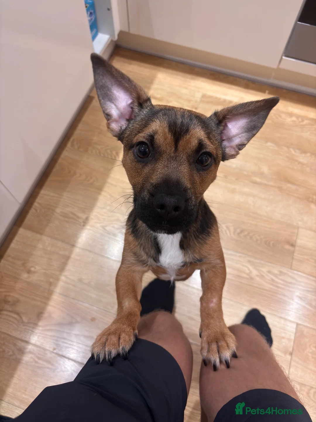 Mixed Breed dogs for sale: Dougie - Frenchie X Jack Russel  - Advert 6