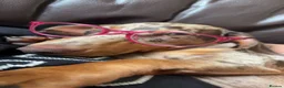 Miniature Dachshund dogs for sale: Dapple miniature dachshund Rolo in Tipton - Advert 4