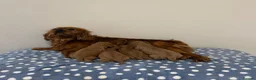 Cavalier King Charles Spaniel dogs for sale: Cavalier King Charles Ruby Puppys - Advert 21