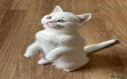 British Shorthair cats for sale: Gorgeous British Longhair & Shorthair Kittens - Image 25
