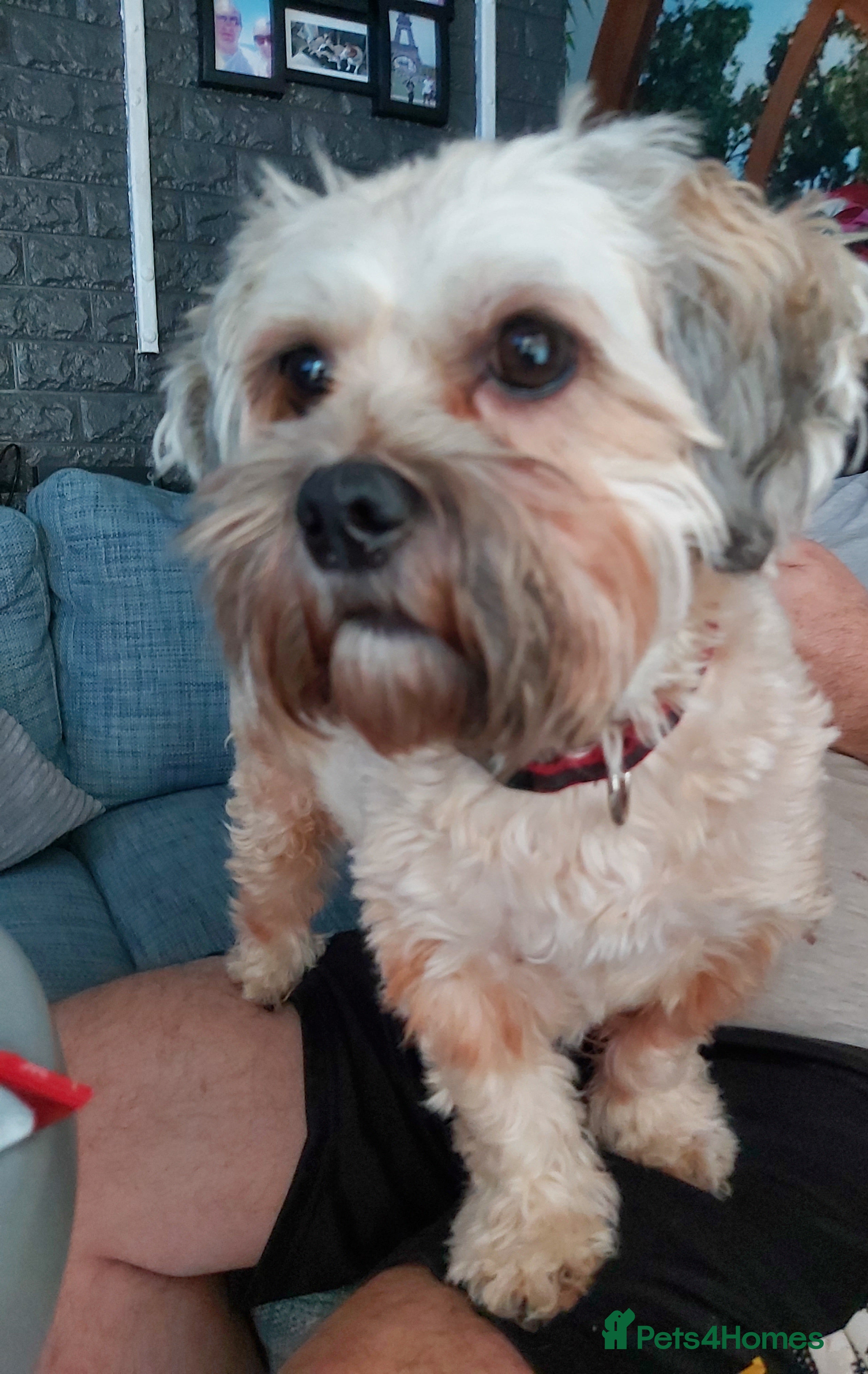 Zuchon dogs Bishon X - Advert 4