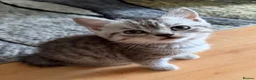 Scottish Fold cats for sale: Adorable Scottish Fold & Straight Kittens  - Advert 7