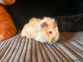 Guinea Pig rodents 2 beautiful funky girls - Advert 8