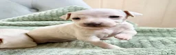 Italian Greyhound dogs for sale: 🐾Stunning cream kc registered iggys🐾 - Advert 9