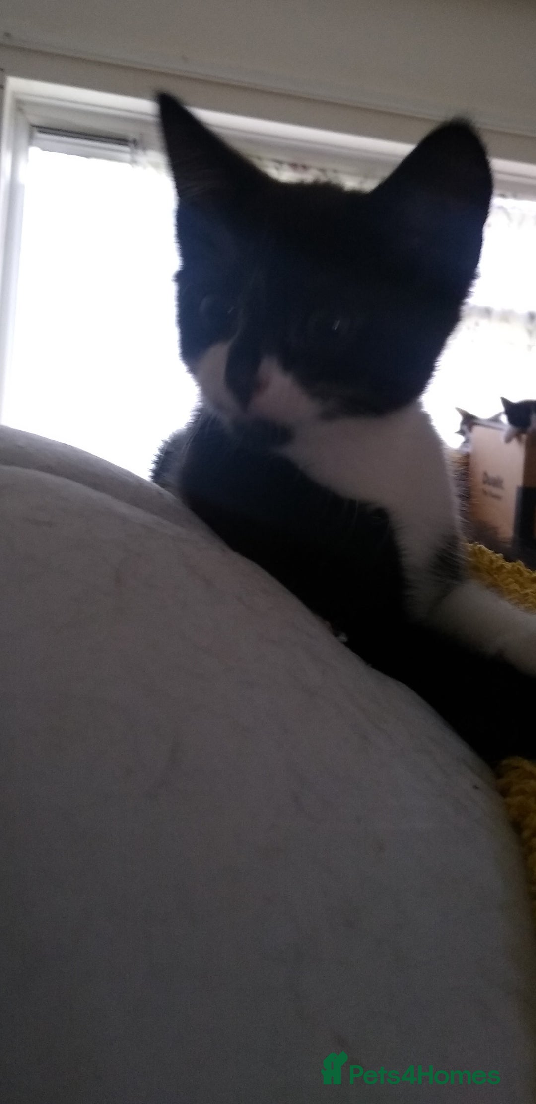 Mixed Breed cats for sale: kittens - Image 4