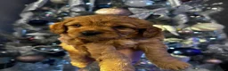 Cockapoo dogs for stud: F1 Cockapoo for stud in Mexborough - Advert 3