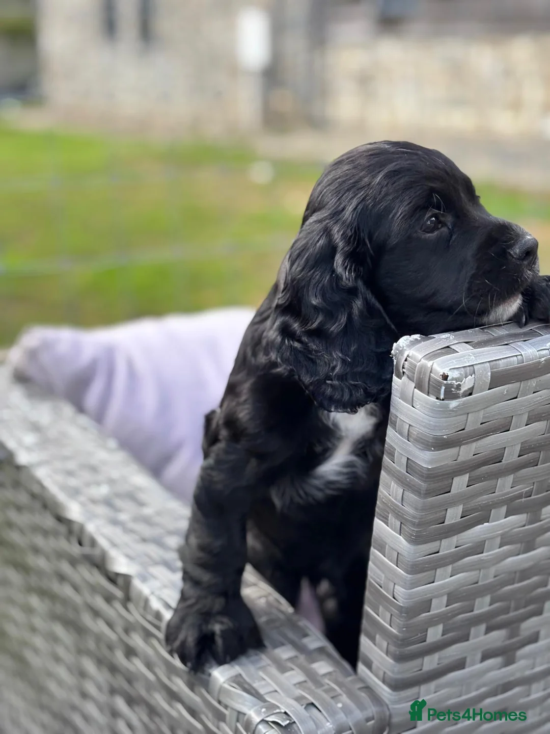 Cocker Spaniel dogs for sale: Kc reg working cocker black boy puppy ready now - Advert 1