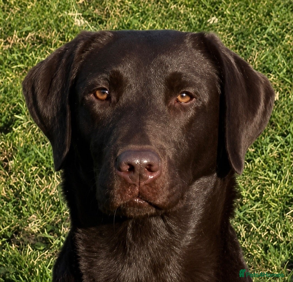 Labrador Retriever dogs Female Chocolate Labrador Fully Health Tested  - Advert 1
