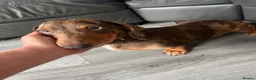 Dachshund dogs for sale: Dashhound female  in Ellesmere Port - Advert 1