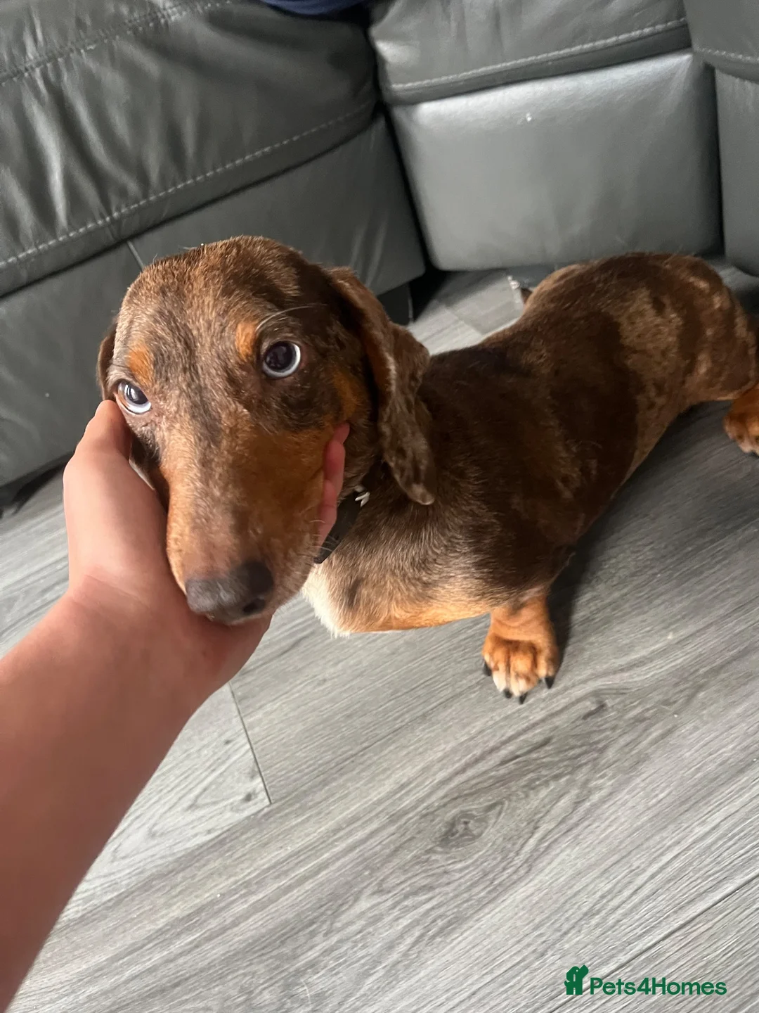 Dachshund dogs for sale: Dashhound female  in Ellesmere Port - Advert 1