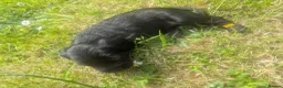 Mixed Breed dogs for sale: Cavipoo/jack's small breed in Llangefni - Advert 4