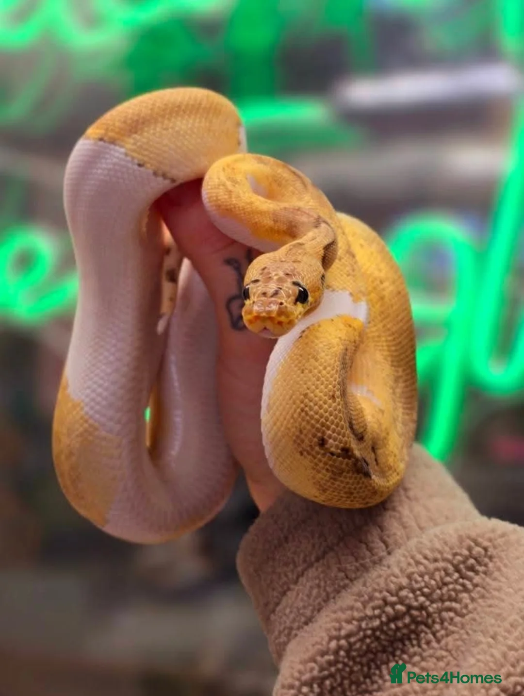 Python Snake reptiles for sale: Female pastel leopard clown pied - Advert 1