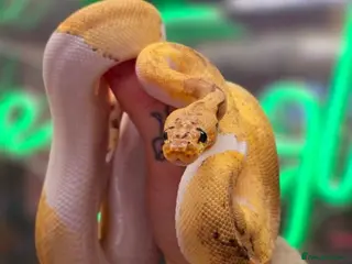 Python Snake reptiles Female pastel leopard clown pied - Advert 6