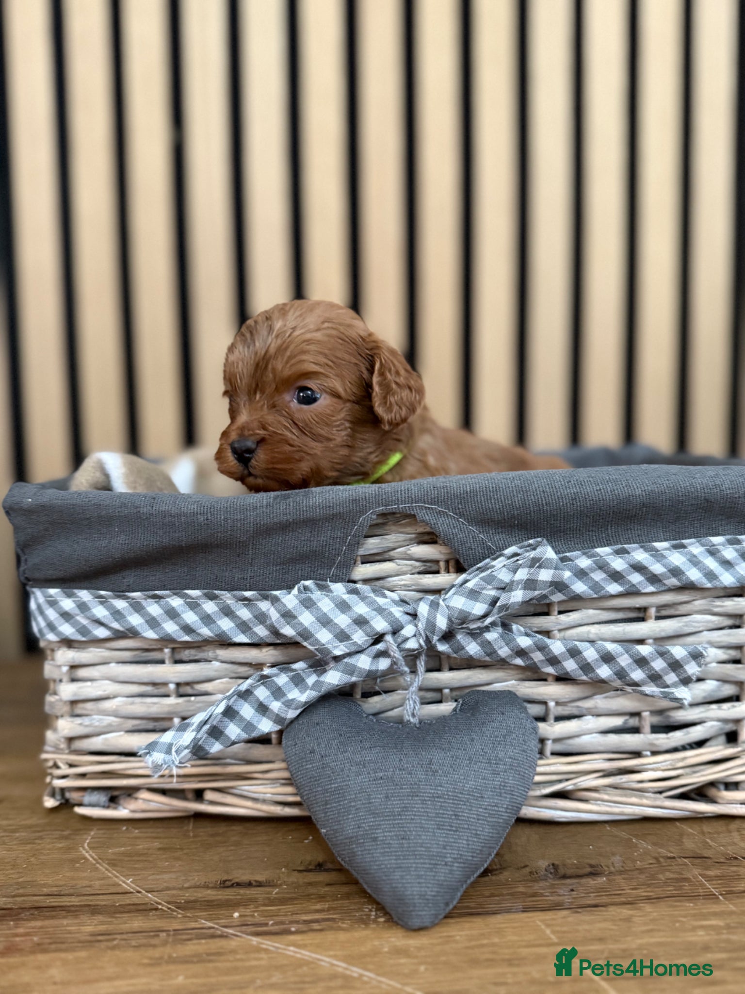 Cavapoo dogs for sale: Stunning F1 Ruby Red Cavapoos - Advert 9