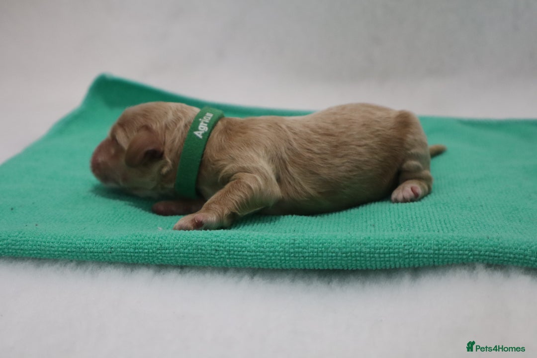 Cockapoo dogs for sale: 5 * BREEDERS, ELITE COCKAPOOS F1 PUPPIES - Advert 2