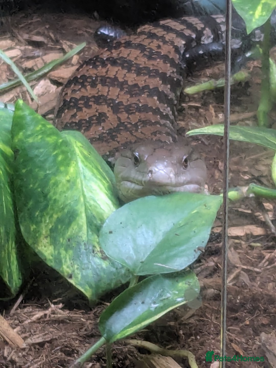 Skink reptiles for sale: Sale of Indonesian BTS - Advert 2